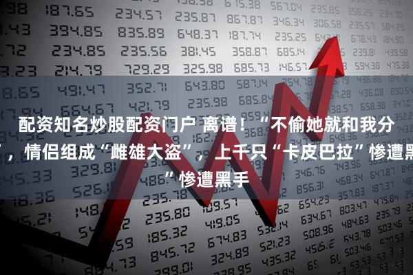 配资知名炒股配资门户 离谱！“不偷她就和我分手”，情侣组成“雌雄大盗”，上千只“卡皮巴拉”惨遭黑手